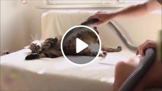 Cat loves vacuum cleaner