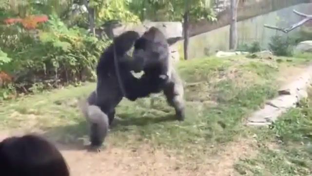 Dive in it - Video & GIFs | gorillas,fight,zoo,bruh,animals pets