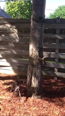 Dog chases squirrel around a tree, dog, chase, squirrel, tree, animals pets.