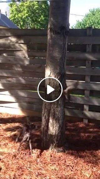 Dog Chases Squirrel Around a Tree