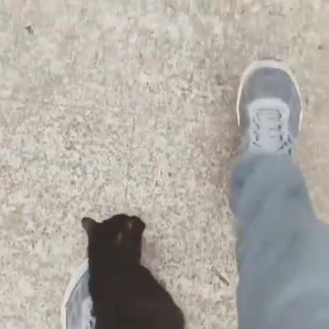 Follow cat, Step, Nature, Love, Street, Follow, Cat, Foot, Black Cat, Animals Pets