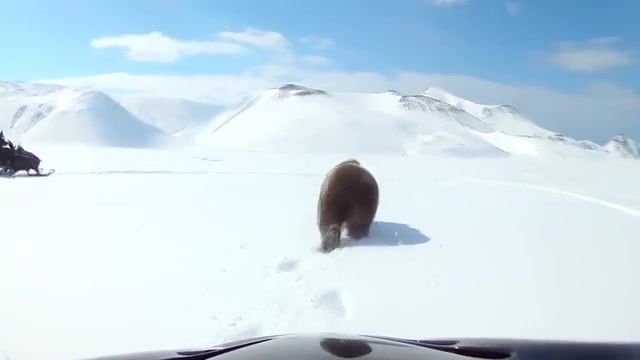 Friendly bear, gopro, 3 seconds to, crazy people, crazy world, rompo angetenar, animals, animals pets.