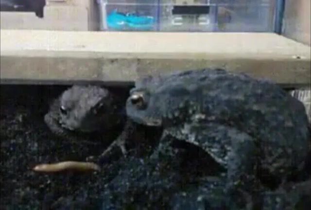 Fun With Frogs, Frogs, Fails, Funny, Random, Wtf, Animals Pets