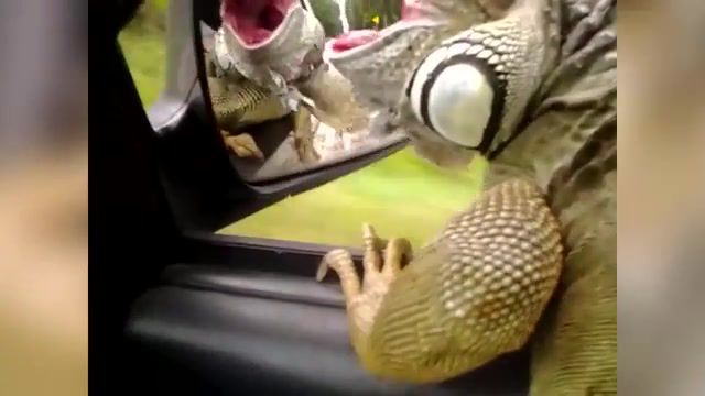 Funniest Lizard and Reptile Blooper and Reaction of Weekly Compilation Funny Pet, Funny, Funniest, Wildlife, Bearded Dragon, Bearded, Animals, Pet, Animal, Pets, Reptile, Bearded Dragons, Beadred Dragon, Marine Iguana, Iguana, Top Pets, Komodo Dragon, Bloopers, Blooper, Home, Caught On Tape, Funny Animals, Exotic, Wild, Dragon, Dragons, Lizard, Lizards, Reptiles, Comp, Compilation, Weekly, Funny Animal, Animals Pets