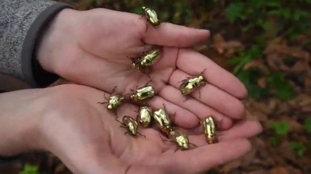 Gold bugs, gold, bug, bugs, money, golden, ecstacy, fap, fappening, hand, golds, insects, animal, happy, amazing, look, surprise, luck, many, collected, animals pets.
