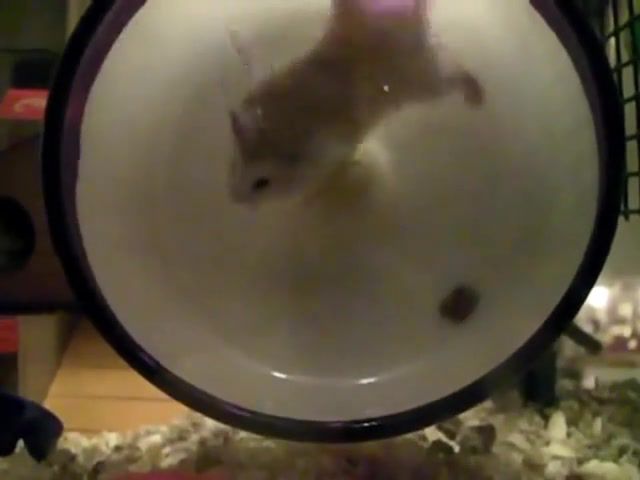 Hamster - Video & GIFs | hamster,lol,funny,epic,fail,twitter com fail,ifunny co fail