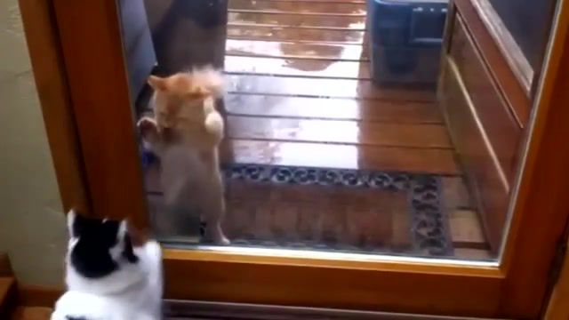 Hello from other side Adele Hello - Video & GIFs | cat,adele hello,adele,hello,animals pets