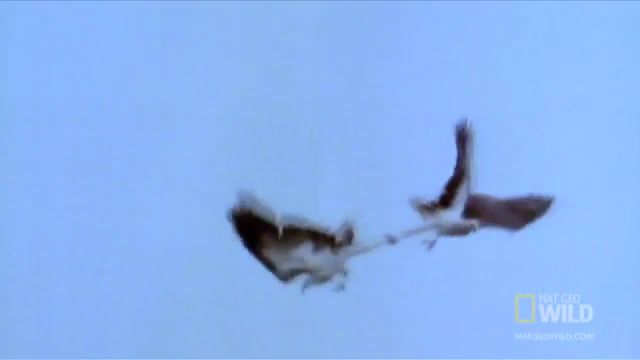 Mid Air Eagle Fight