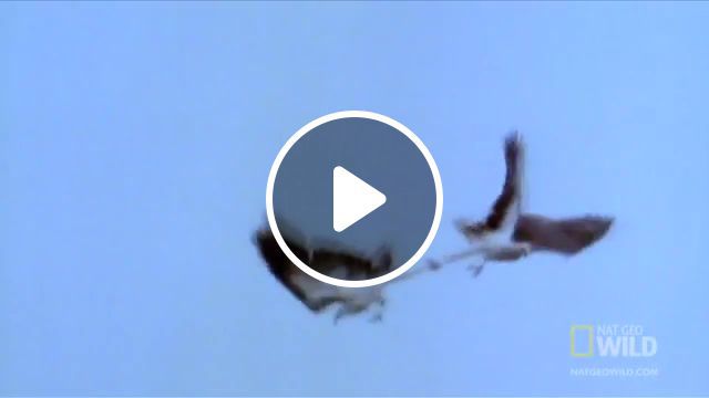 Mid air eagle fight, deadly, deadliest, world's deadliest, animal, vs, attack, battle, predator, fight, eagle, national geographic, animals pets. #0
