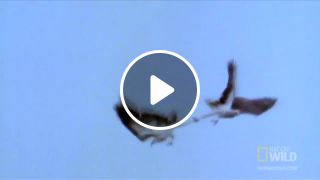 Mid air eagle fight