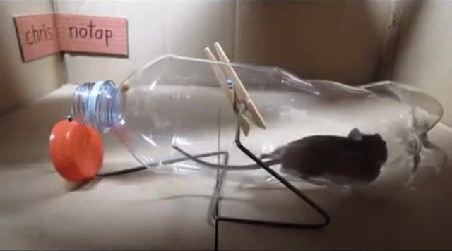 Mouse in a trap, animals pets.