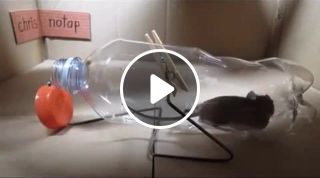 Mouse in a trap