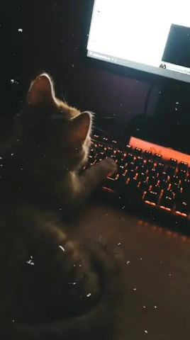 My Modern Cat, My Cay, Cat, Modern, Smart, Funny, Clicking, Watching, Sweet Dreams, Animals Pets