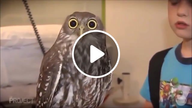Owl, bird, funny, cute, owl, haha, animals pets. #0