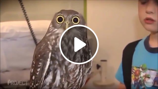 Owl, bird, funny, cute, owl, haha, animals pets. #1