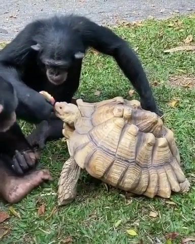 Real Friendship. Real Friendship. Chimpanzee And Turtle. Mj Ben. Michael Jackson Ben. Animals And Pets. Chimpanzees. Turtle. Animals Pets.