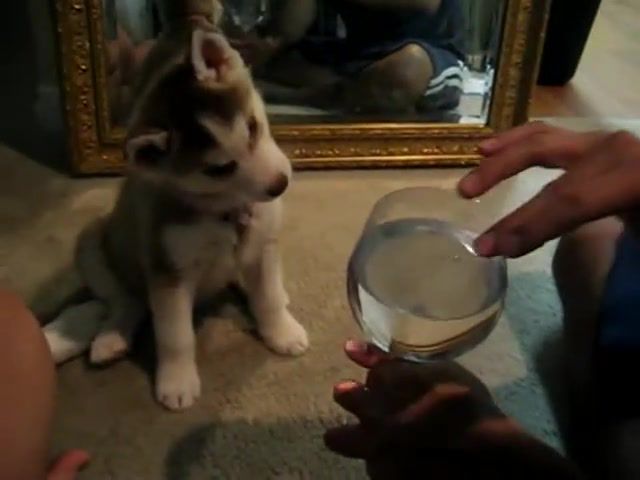 Siberian Huskies and the infamous Wine Gl - Video & GIFs | fun,pets,dog training,welsh,lab,obedience training,canada,jack russell,golden retriever,boxer,weeks,border collie,pet,you can,think,obedience,boston,everything,hound,yorkshire,you,can,russell,labrador,jack,collie,retriever,shepherd,border,training,huskies,terrier,pug,online,bulldog,agility,abercrombie,retreiver,golden,sled,alaskan,dog,talking,cute,beautiful,adorable,funny,talk,dogs,puppies,puppy,husky,siberian,animals pets