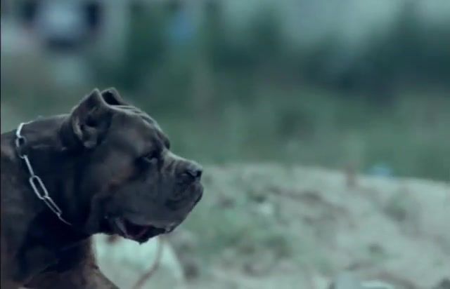 So cute, Slowmotion, Dog, What Went Down, Foals, Animals Pets