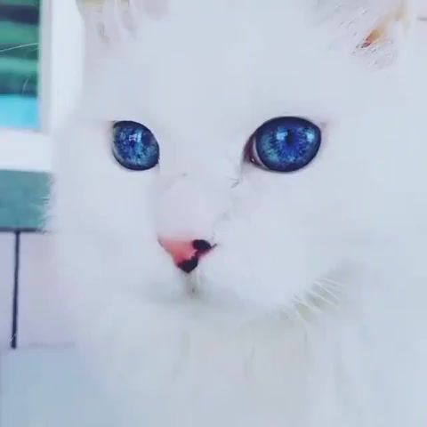 Spice in the eyes, Beautiful Eyes, The Prodigy, Beautiful, Cat, Funny, Animals Pets