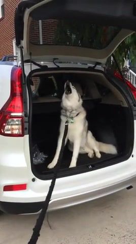 Stubborn husky doesn't want to get out of the car - Video & GIFs | husky,stubborn zeus husky,zeus the husky,dog,doggo,scream,funny,cute,meme,animals pets