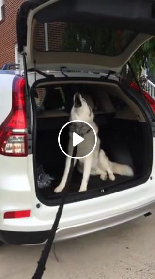 Stubborn husky doesn't want to get out of the car