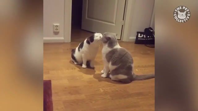 This is Love, Cats, Cat, Animals, Pet, Pets, Love, Elvis Presley, Funny, Funny Moments, Cats Funny, At Least Someone Has Love, Music, Best, Top, Amazing, Cute, Animal, Animals Pets