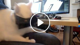 VR Cat