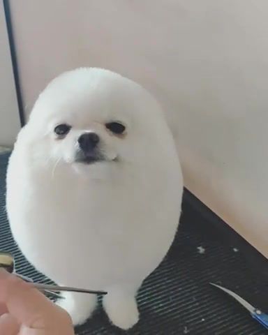 When you find out you're a good egg - Video & GIFs | dog,haircut,smile,egg,animals pets