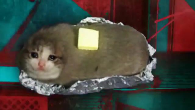 WTF CAT - Video & GIFs | dank meme,cat,kitten,funny cat,cute cat,cat meme,dankest cat meme,cat memes,animals pets