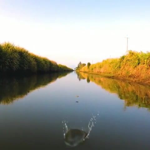 Water frog, amazing, camera, slow, nature travel.