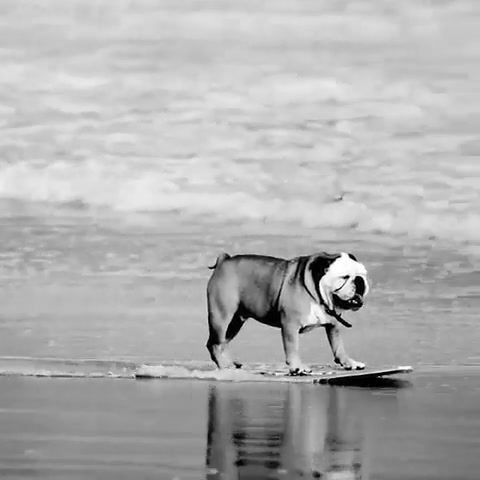 Bulldog skimboarding by Morgan Maen
