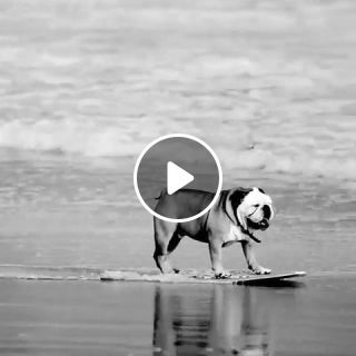 Bulldog skimboarding by morgan maen