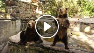 Battle bears