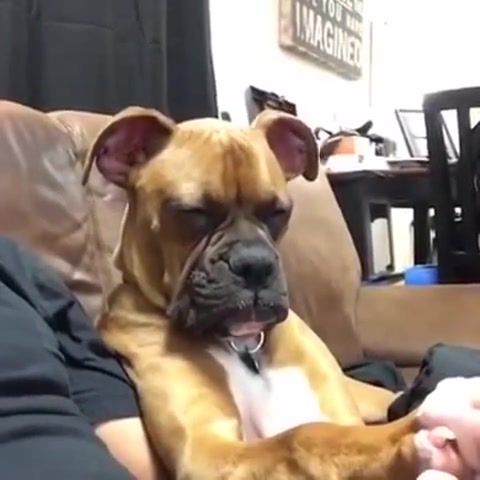 Be happy, Adorable, Cute, Boxer Dog, Boxer Puppy, Boxer, Sleepypuppy, Dogtrick, Dog Training, Chickflic, Dog, Puppy