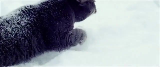 Cat - Video & GIFs | red,epic,300fps,test,flying,cat,winter,snow,slow motion,moby,sad cat,animals pets