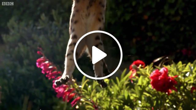 Cat hunting, bbc, animals, bbc earth, cats, slow motion, hunt, cat hunting, animals and pets, sahal'e sh'erazade, animals pets. #0