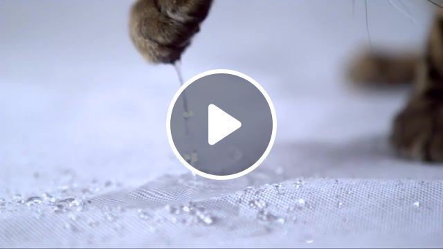Cat in slow mo, cute cat, cute, fun cat games, cute funny cat, funny cat, try not to laugh cat, cat tom, baby cat, cat game, animals, cat house, slow motion, animals pets. #0