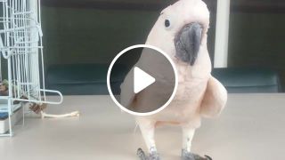 Cockatoo farts and runs away Original version