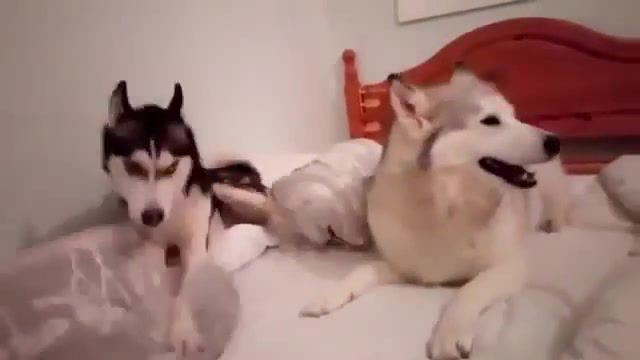 Cute Husky Argument - Video & GIFs | review,rankboosterreview,sponsored,gadget,husky,siberian husky,white husky,white husky cross,argument,dog,animal,fight,cute,funny,sweet,repost,follow,youtube,nature,animals pets