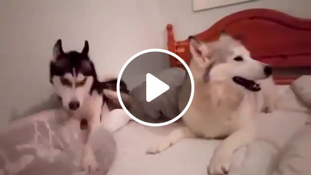 Cute Husky Argument, Review, Rankboosterreview, Sponsored, Gadget, Husky, Siberian Husky, White Husky, White Husky Cross, Argument, Dog, Animal, Fight, Cute, Funny, Sweet, Repost, Follow, Youtube, Nature, Animals Pets