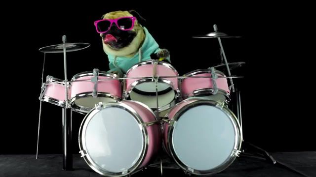 Dog, Drumed, Drums, Dog Drums, Offspring, Dog, Music