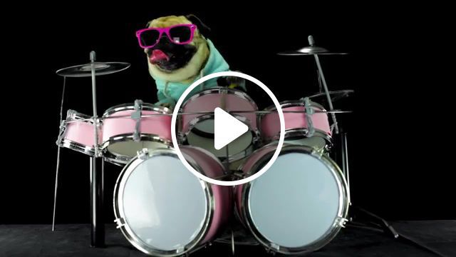 Dog, drumed, drums, dog drums, offspring, dog, music. #0