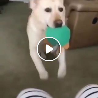 Dog want play