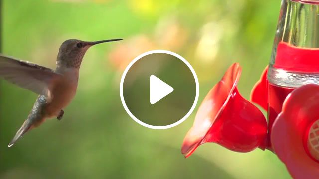Hummingbird, hummingbird, colibri, animals pets. #1