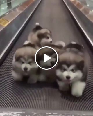 Infinite puppies walking