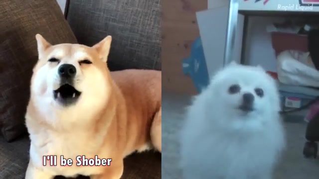 Maybe I'll be Doggo - Video & GIFs | gabe the dog,rapid liquid,maybe ill be tracer,overwatch,maybe i'll be doggo,shiba inu,shibe,doggo memes,shibe memes,overwatch meme,tik tok,tik tok doggo,im already tracer,i'm already doggo,maybe i'll be tracer,memes,animals pets
