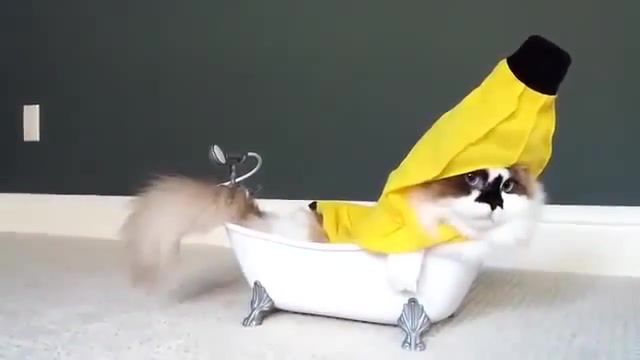 Nap cat, harry belafonte, funny, cats dressed up, kittens, kitten, kitty, clips, cute, cat in banana costume, cats, tail, bath tub, cat, banana suit, animals pets.