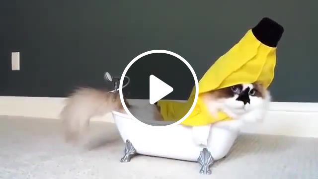 Nap cat, harry belafonte, funny, cats dressed up, kittens, kitten, kitty, clips, cute, cat in banana costume, cats, tail, bath tub, cat, banana suit, animals pets. #0
