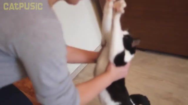 Paws up, Cats, Cat Pusic, Hugs, Cat Likes Hugs, Animals Pets