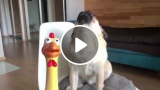 Pug trying to copy his plastic duck toy sound